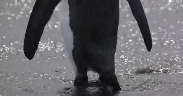 King penguin standing in shallow water — Stock Video