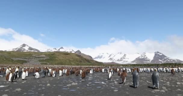Sekelompok Raja Penguin Pantai Berbatu Batu Dengan Salju — Stok Video