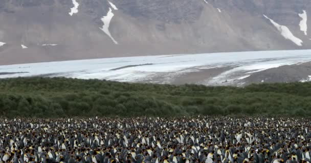 Rebanho Pinguins Rei Paisagem — Vídeo de Stock