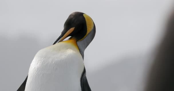 Genç Kral Penguen Aptenodytes Patagonicus Salisbury Ovası Güney Gürcistan Ngiliz — Stok video