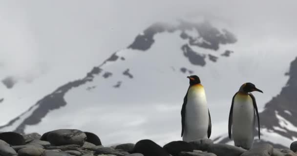 Dos Pingüinos King Con Montaña Cubierta Nieve — Vídeo de stock