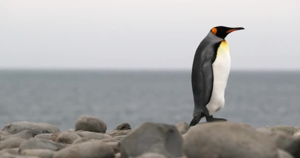 Kral penguen deniz kıyısında çakıl taşlarının üzerinde duruyor. — Stok video