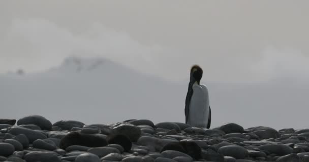 Koningspinguïn prekend op kiezelsteentjes over zee — Stockvideo