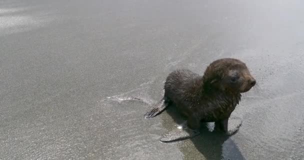 Zuidelijke Olifant Zeehond Puppy Het Strand Zee Golf — Stockvideo