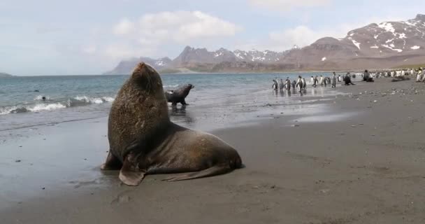 Southern Elephant Seals King Penguins Beach — Stock Video