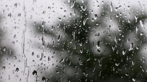 背景に木のある窓に雨滴 — ストック動画