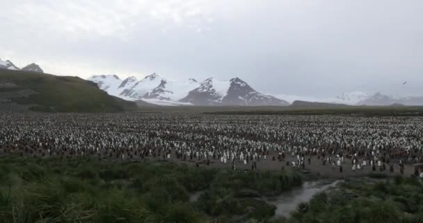 Rebanho Pinguins Rei Paisagem Com Neve — Vídeo de Stock