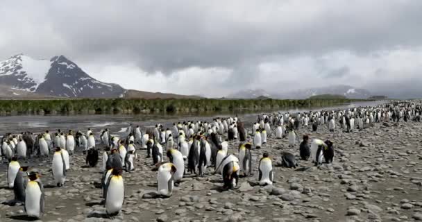 Rebanho Pinguins Rei Praia Seixos Com Neve — Vídeo de Stock