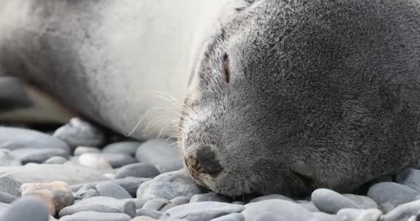 Southern Elephant Seal Puppy Sleeping Pebbles — Stock Video