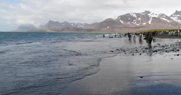 Стадо Пингвинов Тюленей Слонов — стоковое видео