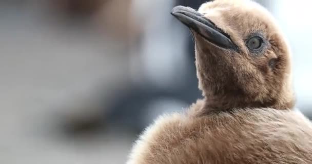 Young King penguin — Stock Video