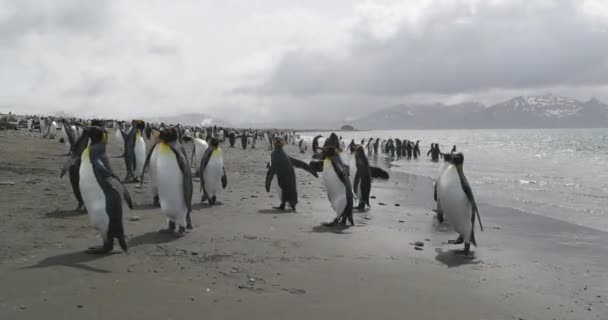 Sahildeki Kral Penguen Sürüsü — Stok video