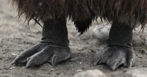 King penguin's feet on sand — Stock Video