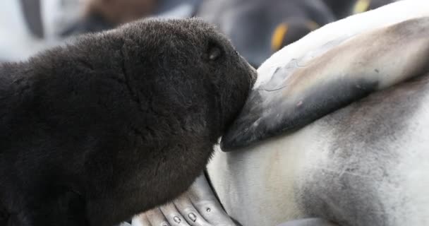 Anjing Laut Selatan Menyusui Ibu — Stok Video
