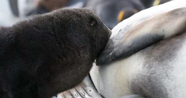 Zuidelijke Olifant Zeehond Puppy Zuigende Moeder — Stockvideo