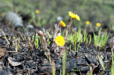 Bahar çayırı. Çevre kirliliği şişeleri. Sarı çiçekler yaka çiçekleri