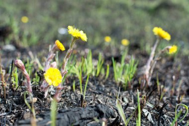 Bahar çayırı. Çevre kirliliği şişeleri. Sarı çiçekler yaka çiçekleri