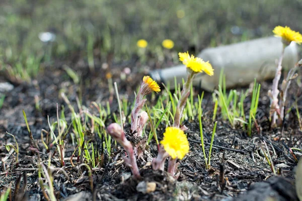 Spring meadow. environmental pollution bottles. yellow flowers coltsfoot — Stock Photo, Image