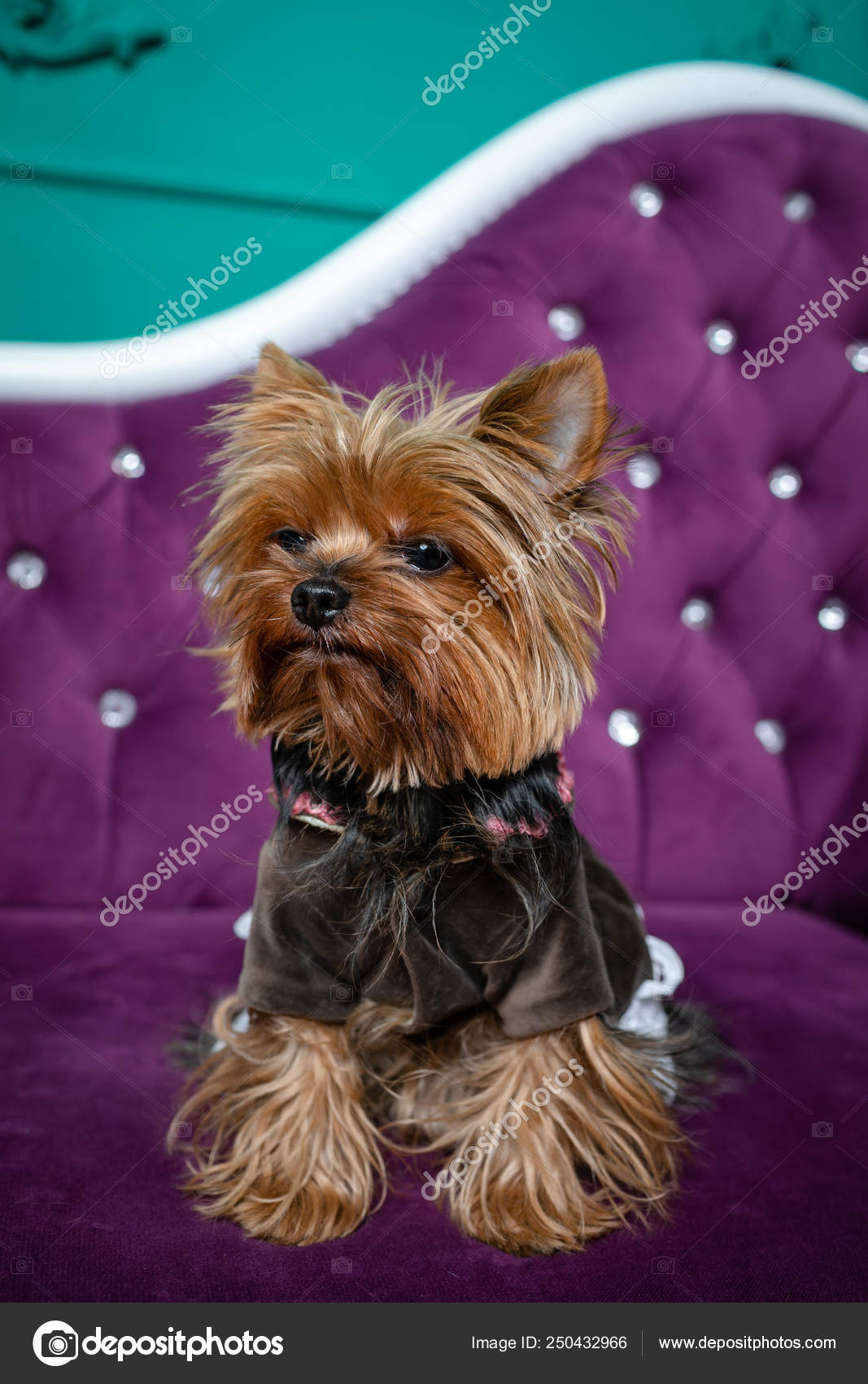 yorkshire terrier clothes