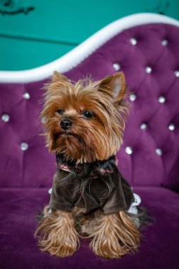 Kahverengi yorkshire korkunç kız. Köpek giysilerle gümüş düğmeleri, yeşil bir arka plan üzerinde izole mor bir kanepe.