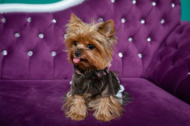 Kahverengi yorkshire korkunç kız. Köpek giysilerle gümüş düğmeleri, yeşil bir arka plan üzerinde izole mor bir kanepe.