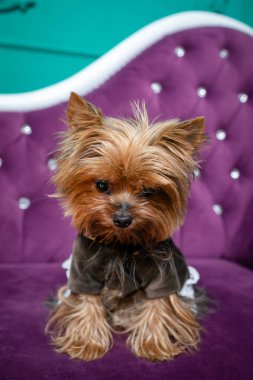 Kahverengi yorkshire korkunç kız. Köpek giysilerle gümüş düğmeleri, yeşil bir arka plan üzerinde izole mor bir kanepe.