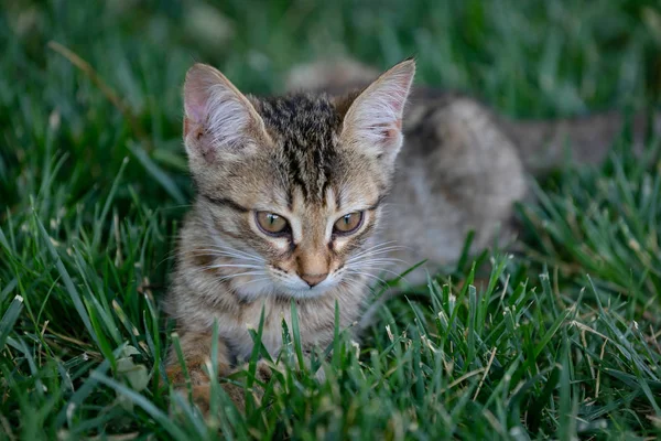 Parkta yeşil çim yatıyor Tiger Kitten.