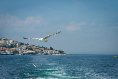 Kırmızı tuğla Çatılarla beyaz evlerin arka planda deniz Seagull üzerinde uçan.