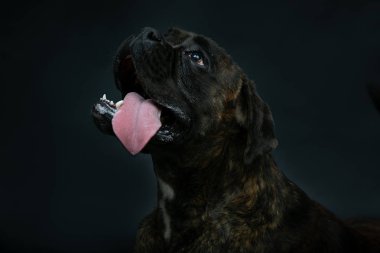Köpek doğurmak Boxer siyah bir arka planda izole arıyor. 