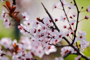 Bahçenin arka planında bir ağacın çiçek açan dalı