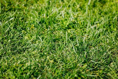 arka plan yerde büyüyen yeşil çimen.