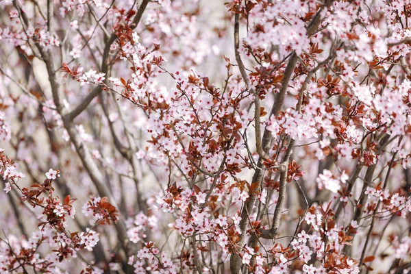 Blossoming branches of a tree in garden — Stock Photo, Image