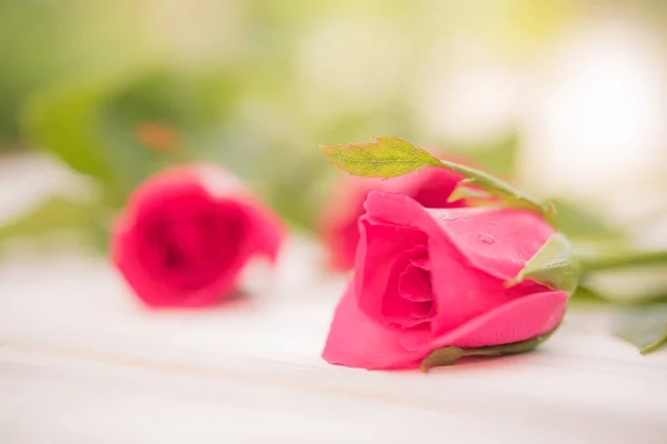 白い木製の背景 ソフト フォーカスで美しいピンクのバラ — ストック写真