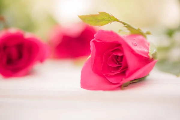 Hermosa Rosa Rosa Sobre Fondo Madera Blanca Enfoque Suave —  Fotos de Stock