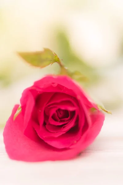 Piękna Róża Różowy Białym Tle Drewnianych Nieostrość — Zdjęcie stockowe