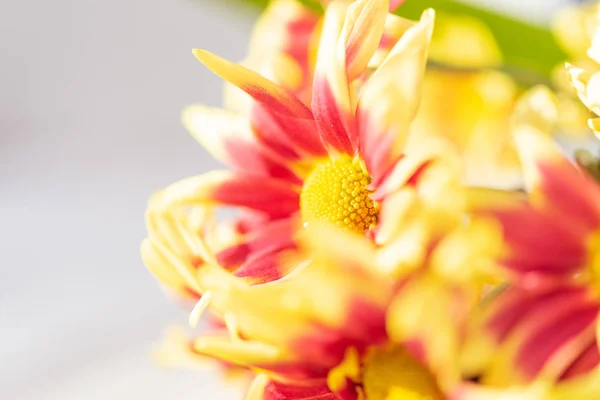 Beautiful Red Yellow Fresh Chrysanthemum Flowers Boquet White Wooden Background — Stock Photo, Image