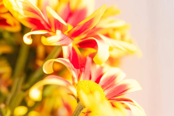 Vacker Röd Gul Färsk Krysantemum Blommor Boquet Vit Trä Bakgrund — Stockfoto