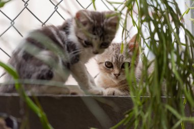 Beyaz arka plan üzerinde güzel şirin küçük kedi