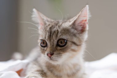 Beyaz arka plan üzerinde güzel şirin küçük kedi