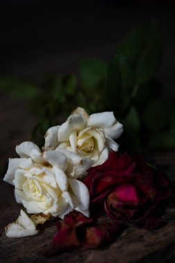 Grunge ahşap arka plan, natürmort üzerinde güzel kuru kırmızı gül