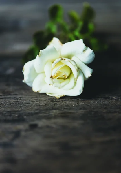 美丽的干燥的白色玫瑰在粗野木背景 寂静的生活 — 图库照片