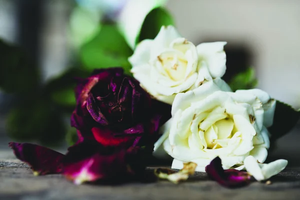 Hermosas Rosas Rojas Blancas Secas Sobre Fondo Madera Grunge Bodegón —  Fotos de Stock