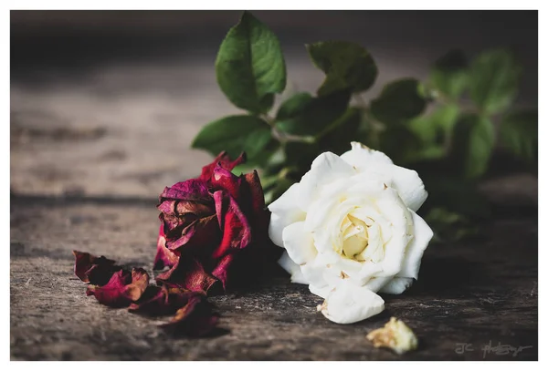 Hermosas Rosas Rojas Secas Sobre Fondo Madera Grunge Bodegón — Foto de Stock