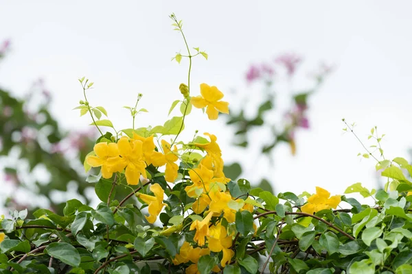 Hermosas Flores Amarillas Con Hojas Verdes Valla Metálica Sobre Fondo — Foto de Stock