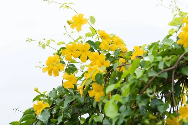 Beautiful yellow flowers with green leaves  on metal fence  over white background ,Cat\'s Claw, Catclaw Vine, Cat\'s Claw Creeper plants