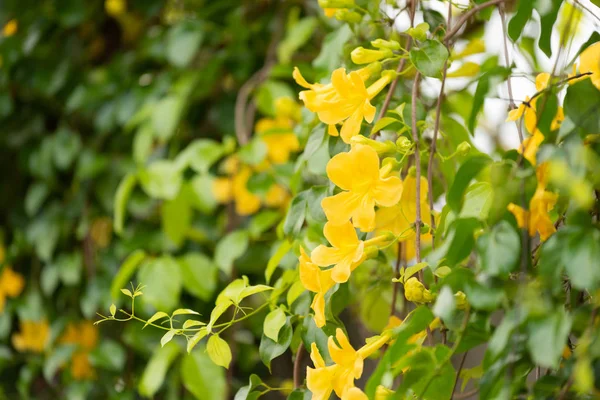 Beautiful yellow flowers with green leaves   fence background,Cat\'s Claw, Catclaw Vine, Cat\'s Claw Creeper plants