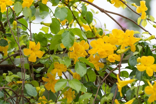 Hermosas Flores Amarillas Con Hojas Verdes Valla Metálica Contra Fondo — Foto de Stock