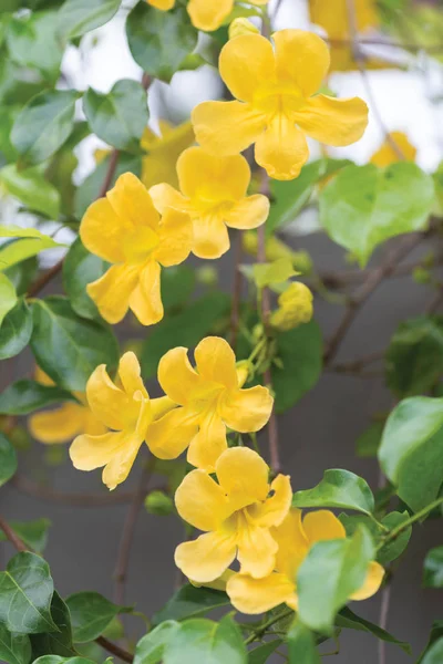 Beautiful yellow flowers with green leaves  on metal fence against summer blue sky background,Cat\'s Claw, Catclaw Vine, Cat\'s Claw Creeper plants