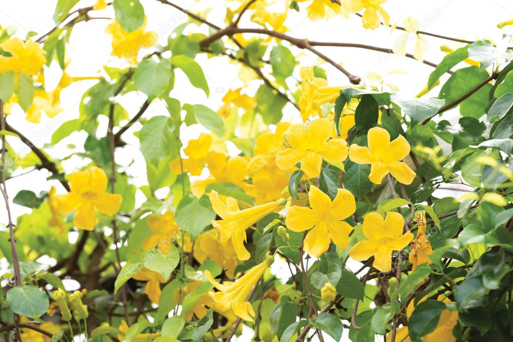 Beautiful yellow flowers with green leaves  on metal fence  over white background ,Cat's Claw, Catclaw Vine, Cat's Claw Creeper plants
