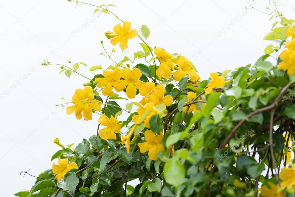 Beautiful yellow flowers with green leaves  on metal fence  over white background ,Cat's Claw, Catclaw Vine, Cat's Claw Creeper plants